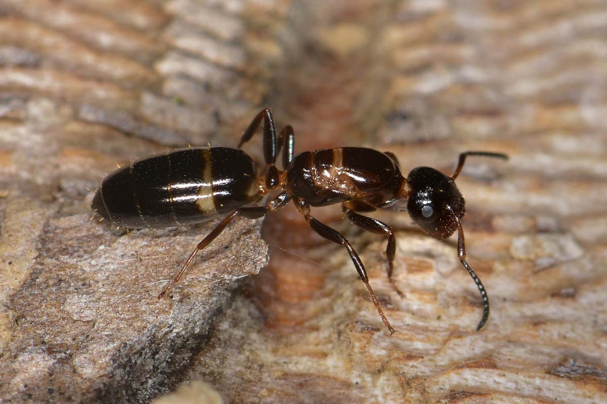 Camponotus truncatus, femmina errabonda